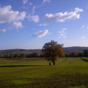 Torrita di Siena-20121209-00779